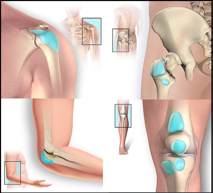 Bursas anatomicas PhysioEliteSport